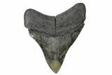 Serrated, Fossil Megalodon Tooth - South Carolina #148707-2
